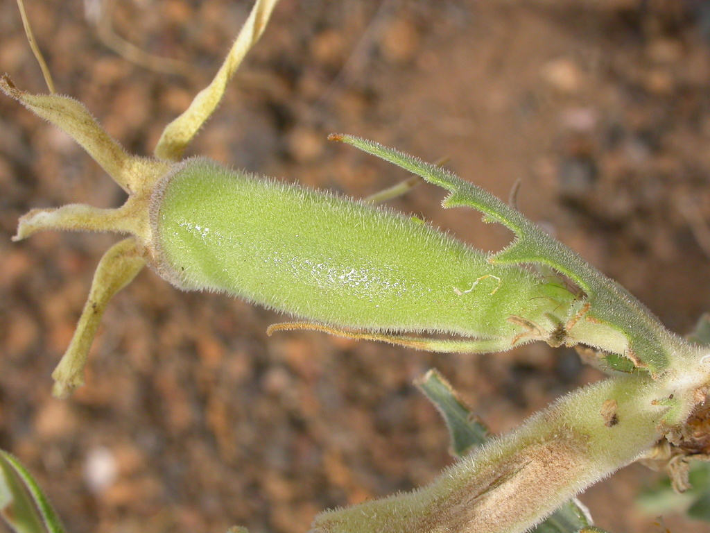 Mentzelia laevicaulis var. laevicaulis, native California herb