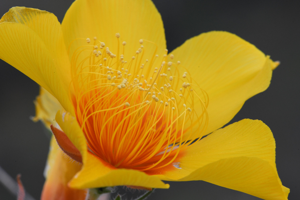 Mentzelia lindleyi (Lindley's blazing star), native California herb