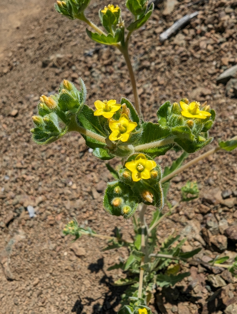 Mentzelia micrantha (Chaparral blazing star), native California herb