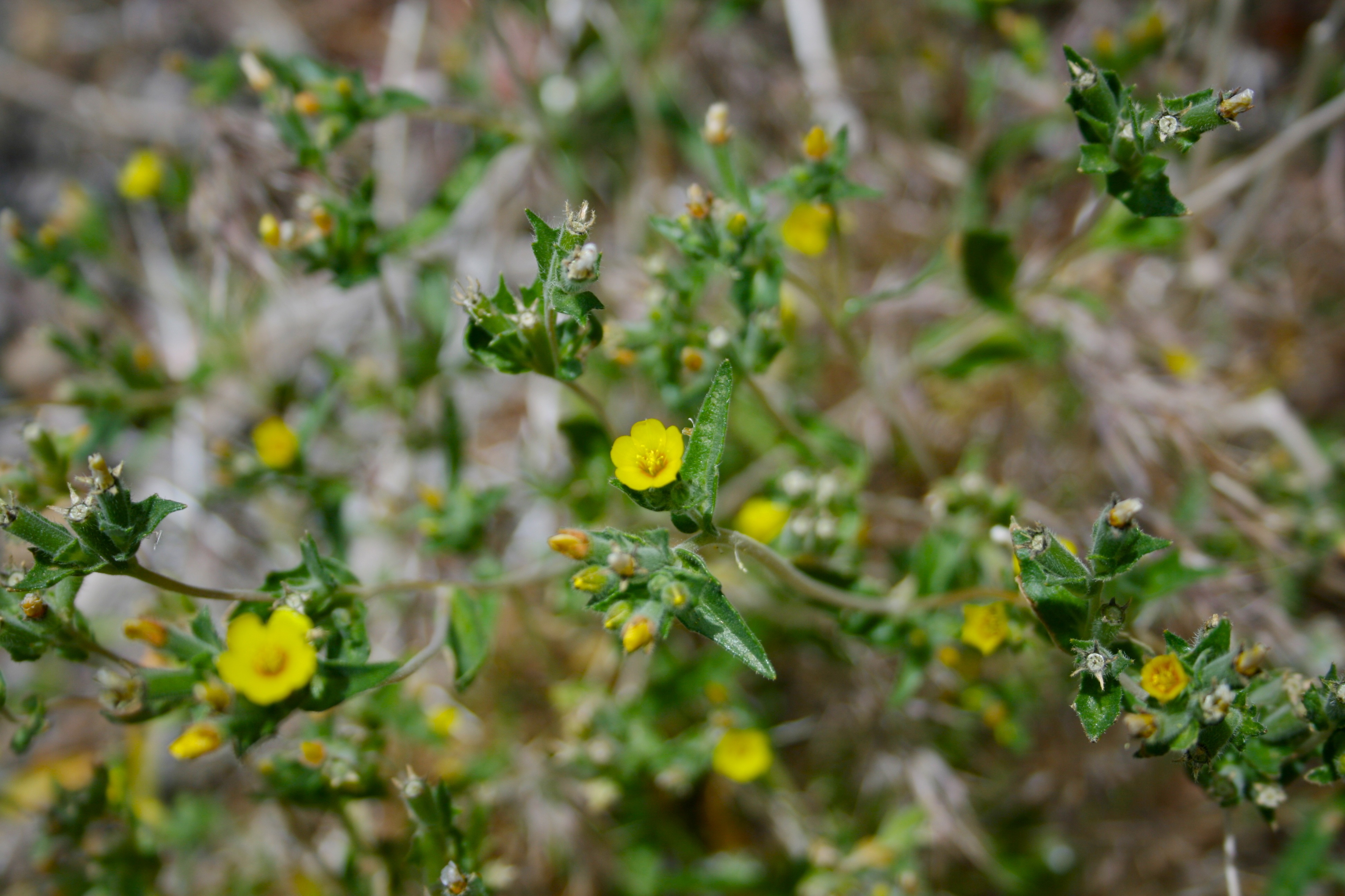 Mentzelia montana (Mountain blazing star), native California herb