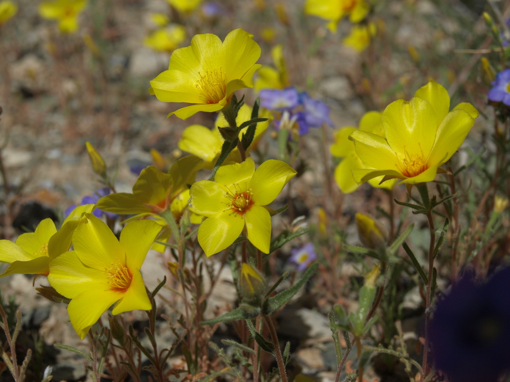 Mentzelia nitens (Shining blazing star), native California herb