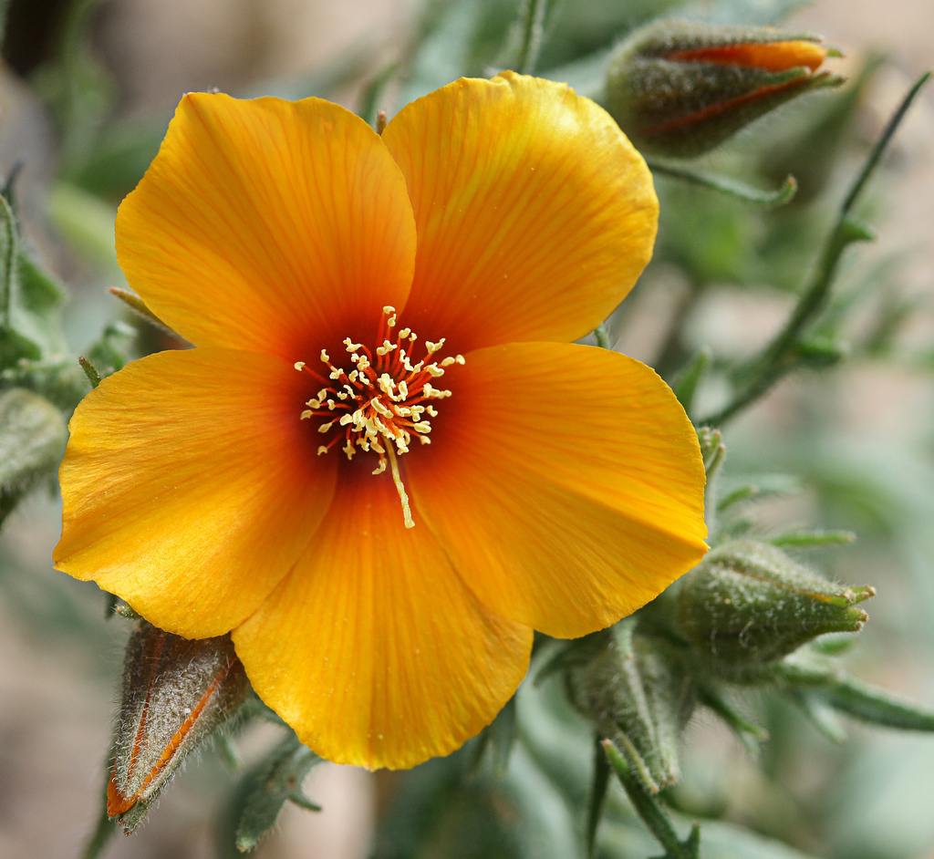 Mentzelia pectinata var. chrysopetala (Obispo blazing star), native California annual