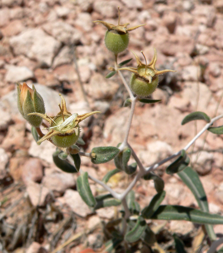 Mentzelia polita (Polished blazing star), native California subshrub