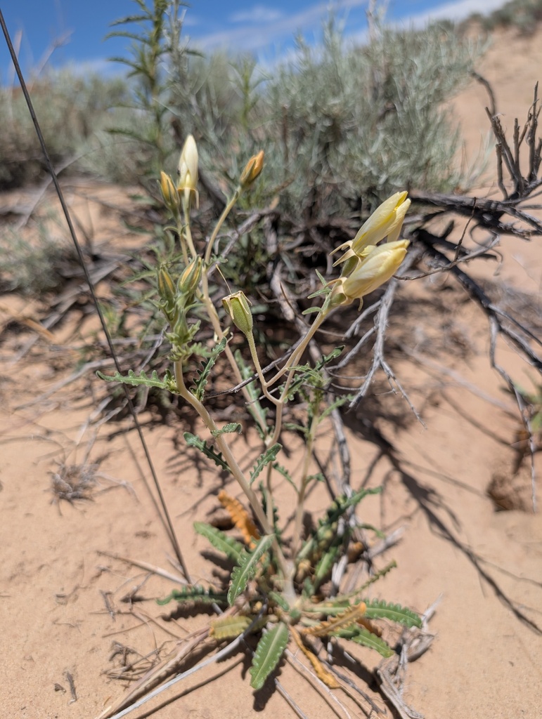 Mentzelia pterosperma (Wing-seed blazing star), native California herb