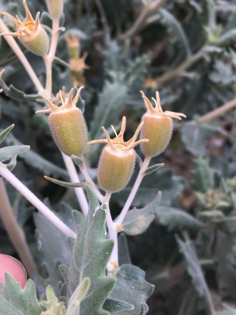Mentzelia puberula (Darlington's blazing star), native California perennial