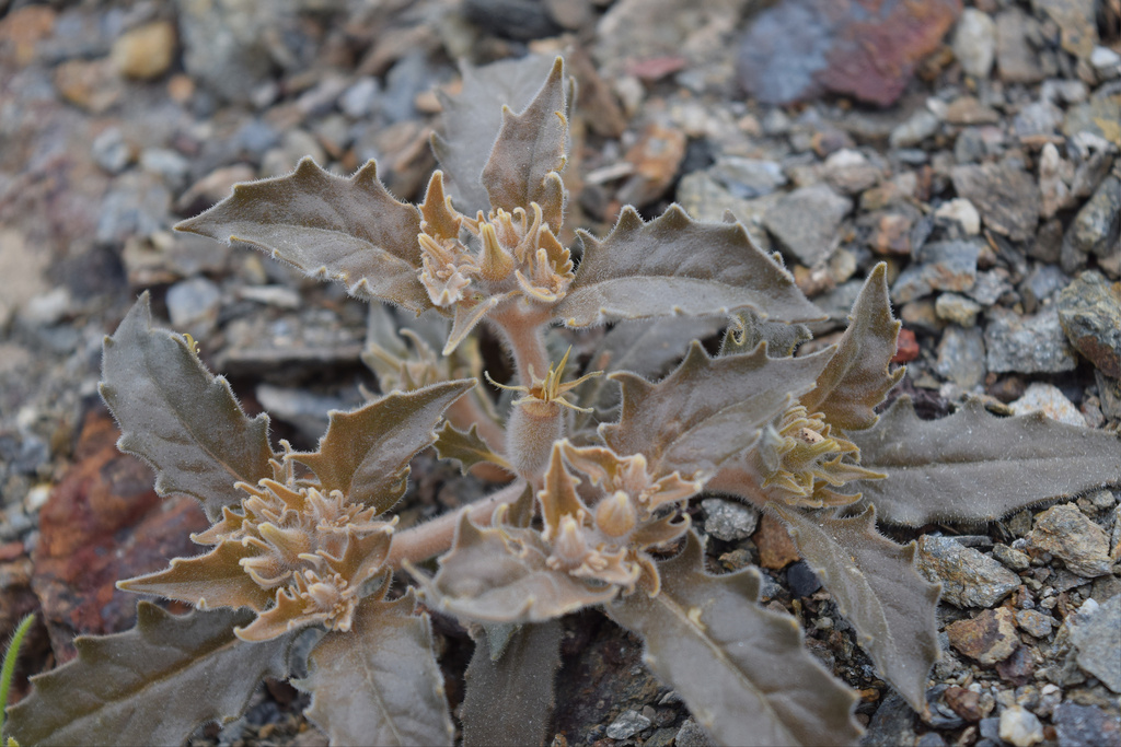 Mentzelia reflexa (Reflexed blazing star), native California herb