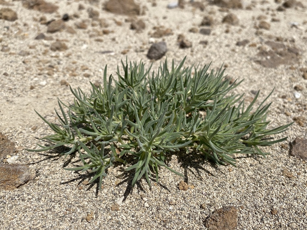 Mentzelia torreyi (Torrey's blazing star), native California herb