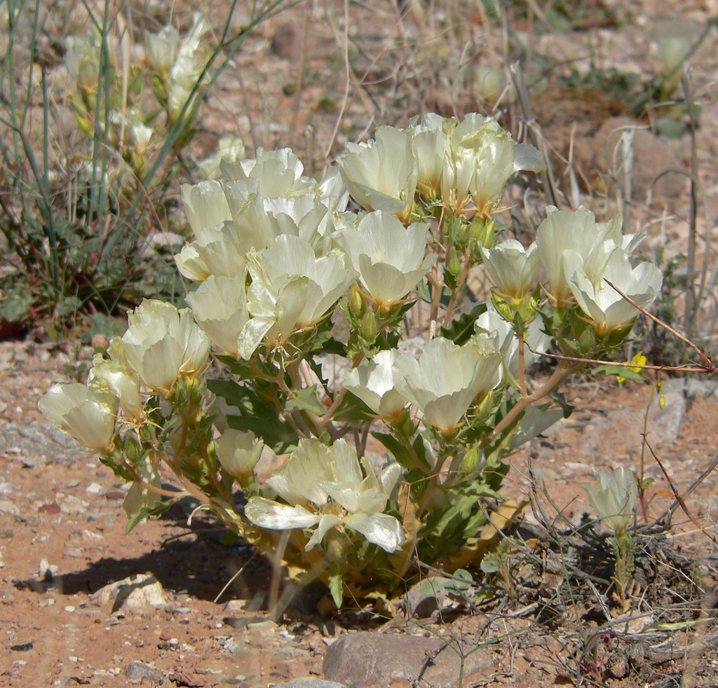 Mentzelia tricuspis (Spiny-hair blazing star), native California herb
