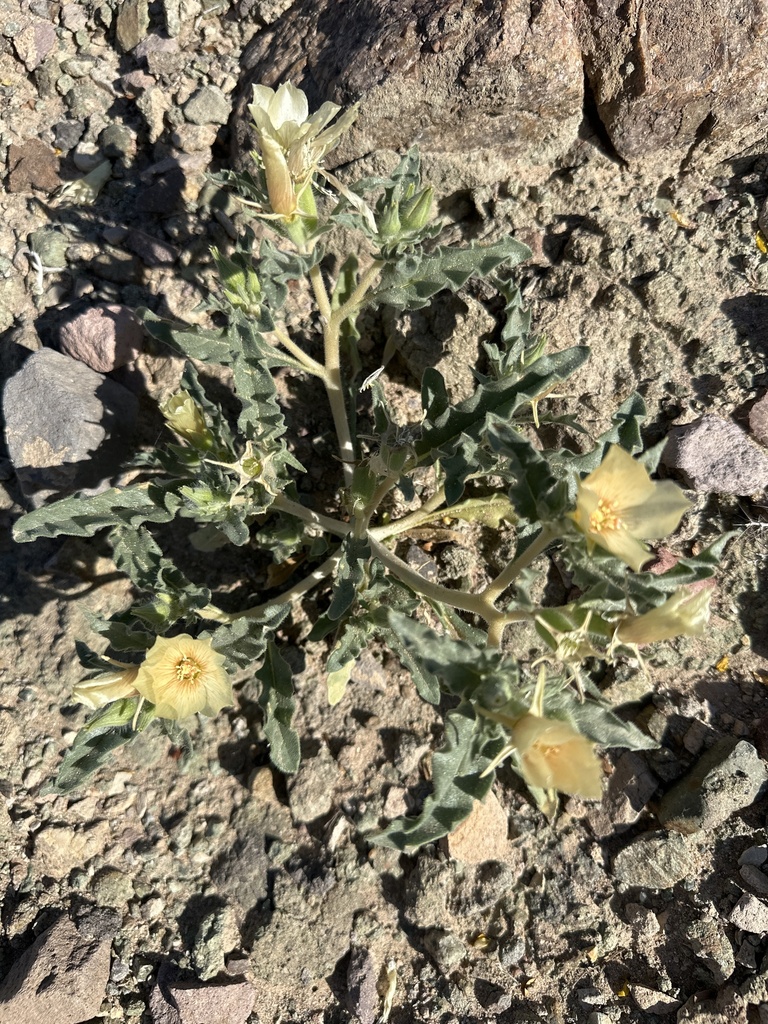 Mentzelia tridentata (Creamy blazing star), native California herb