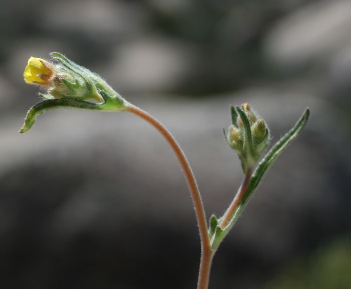 Mentzelia veatchiana (Veatch's blazing star), native California herb
