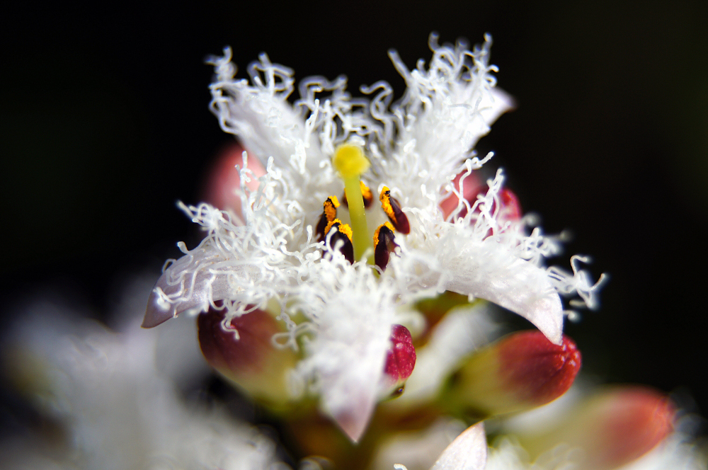 Menyanthes sp. (Buckbean), non-native California perennial