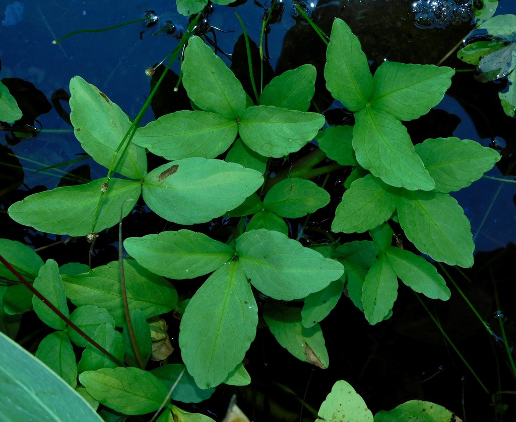 Menyanthes trifoliata (Bogbean), native California herb
