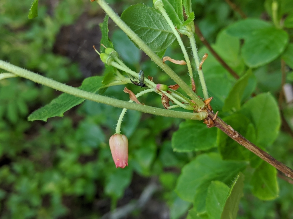 Menziesia ferruginea (Mock azalea), native California shrub