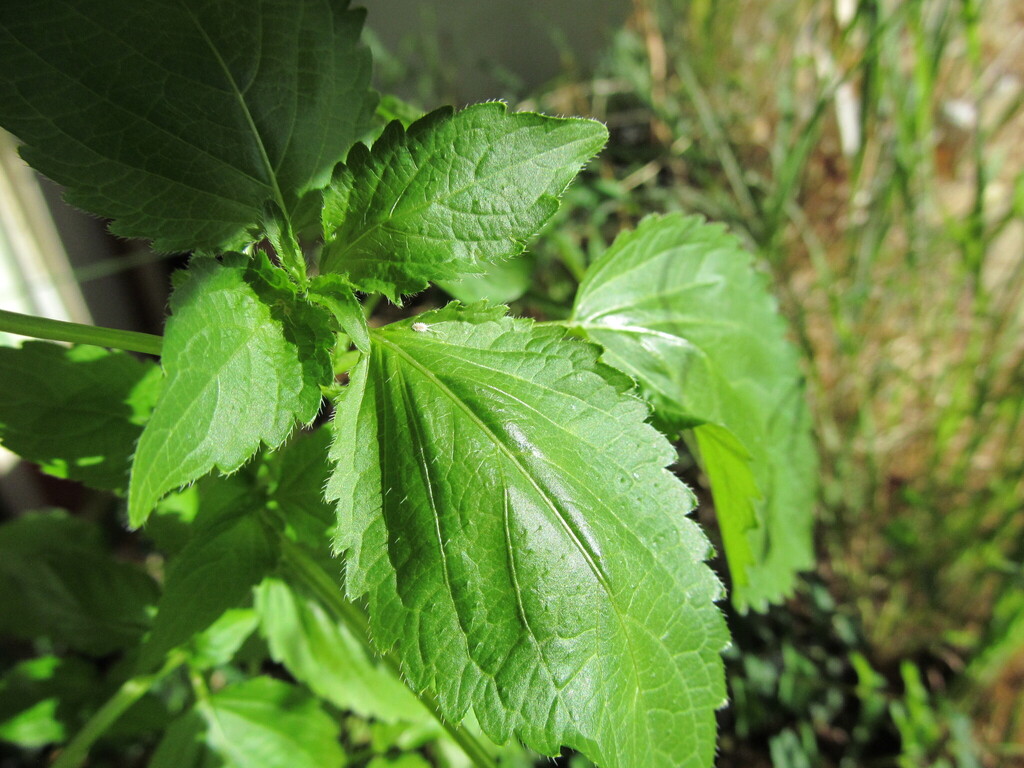 Mercurialis annua (Annual mercury), non-native California herb