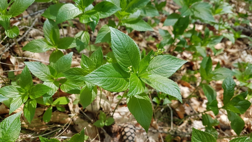 Mercurialis sp. (Mercury), non-native California perennial