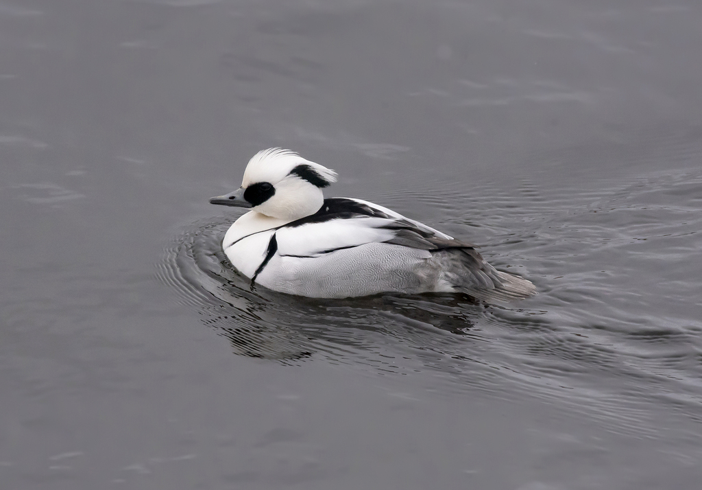 Mergellus albellus (Smew), California species