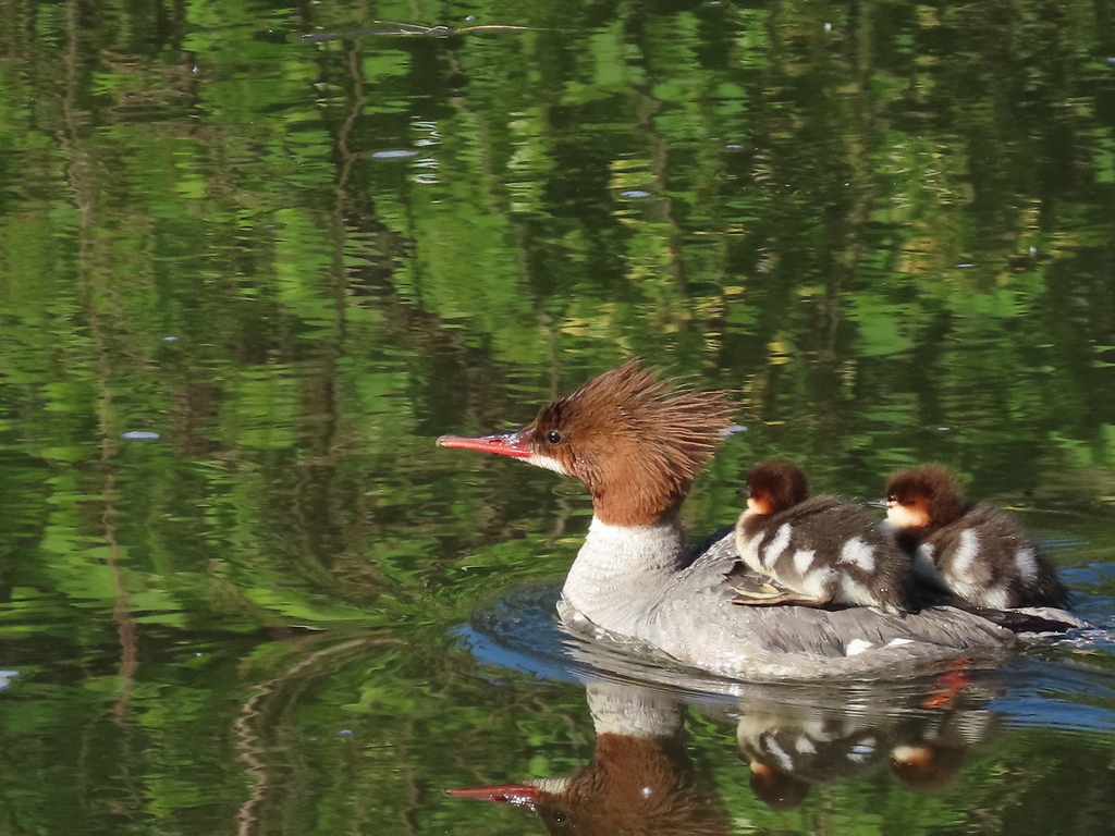 Mergus merganser (Common Merganser), California species