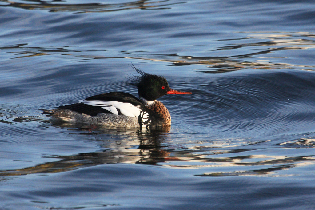 Mergus serrator (Red-breasted Merganser), California species