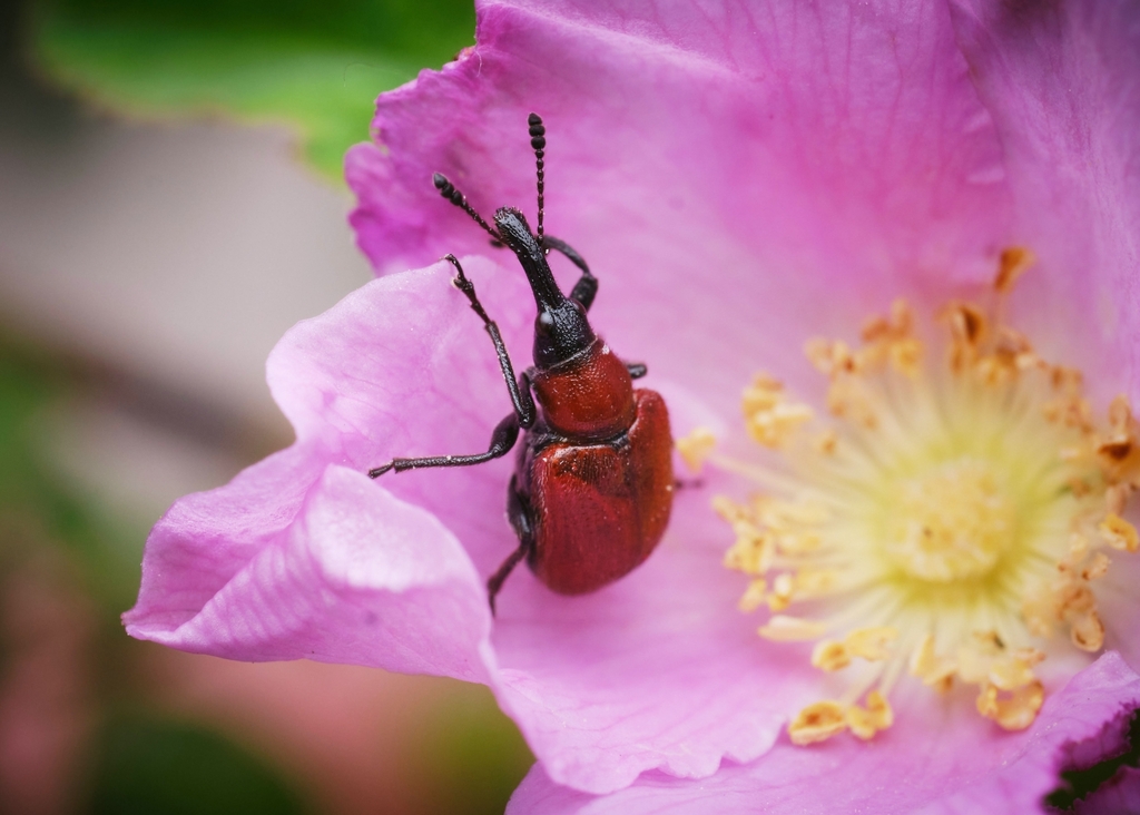 Merhynchites bicolor (Rose Curculio), California species