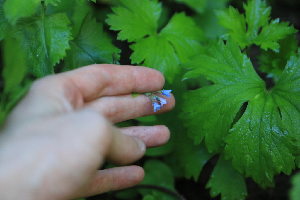 Mertensia bella (Oregon lungwort), native California herb