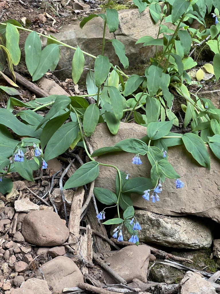 Mertensia ciliata var. stomatechoides (Streamside bluebell), native California herb