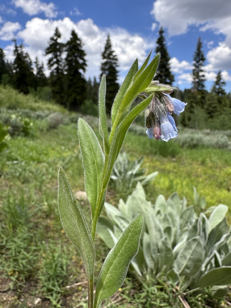 Mertensia cusickii (Toiyabe bluebells), native California perennial