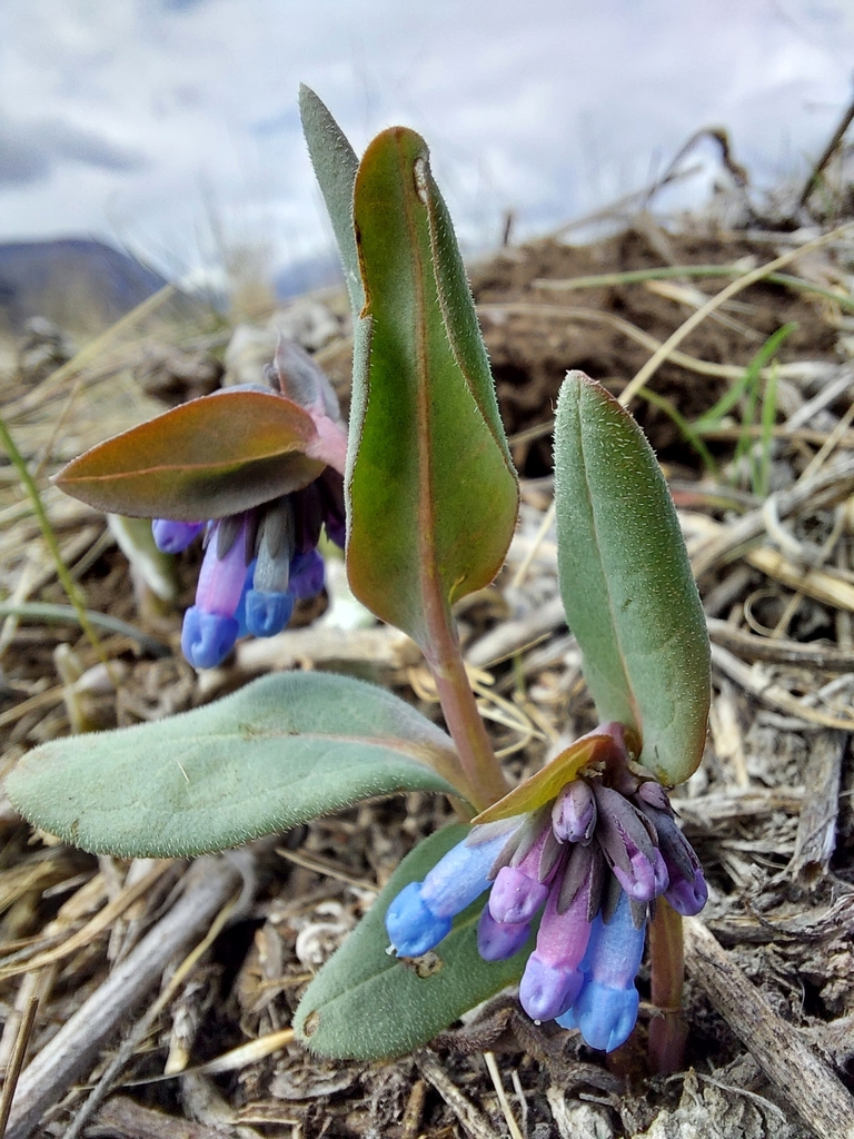 Mertensia longiflora (Long bluebells), native California herb