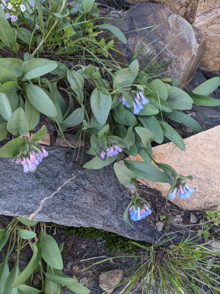 Mertensia oblongifolia — parent species of Mertensia oblongifolia var. amoena