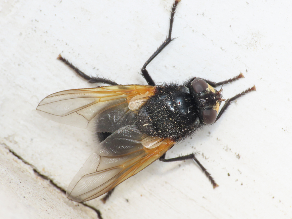 Mesembrina meridiana (Noon Fly), California species