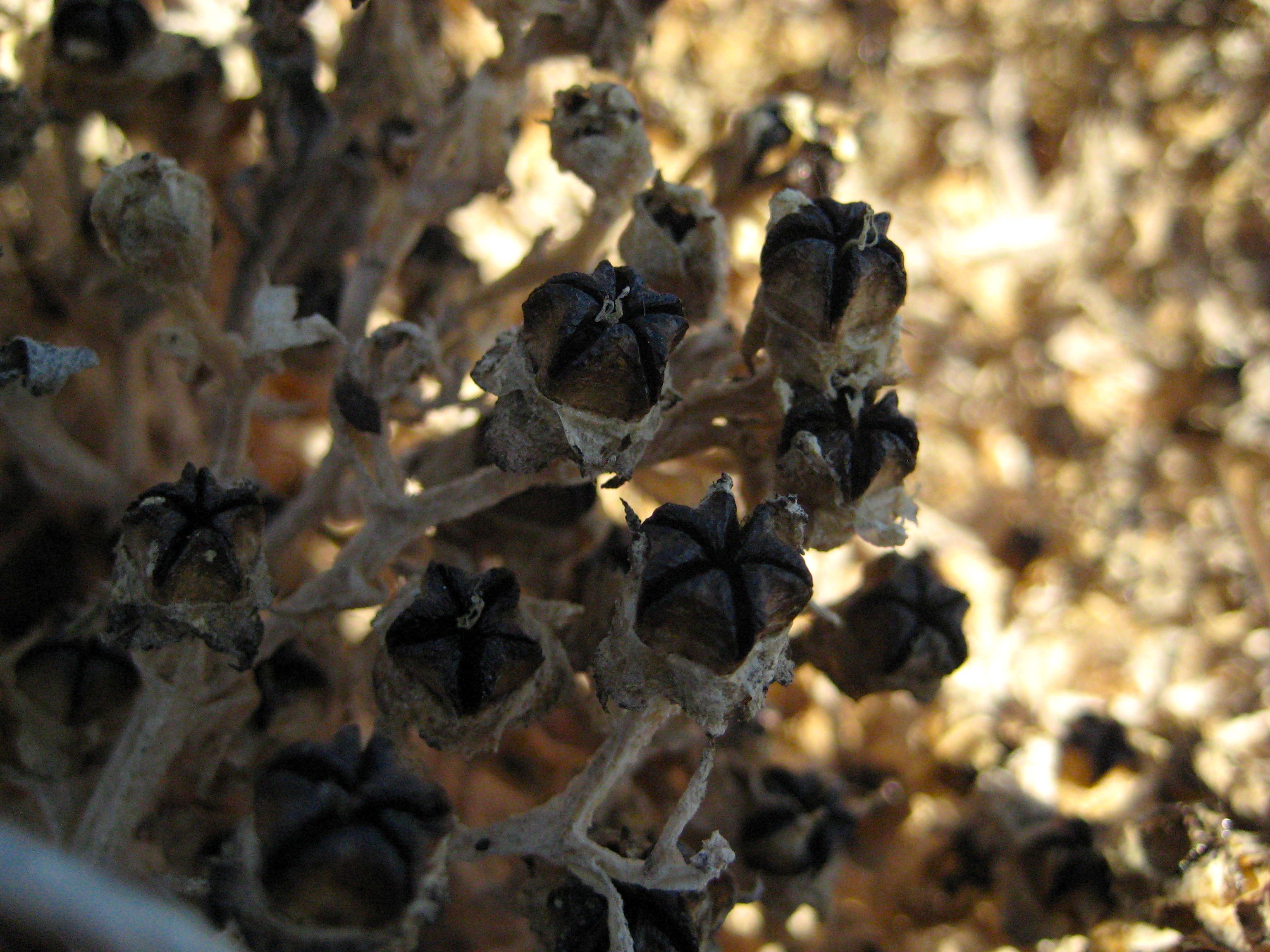 Mesembryanthemum crystallinum (Crystalline iceplant), non-native California herb