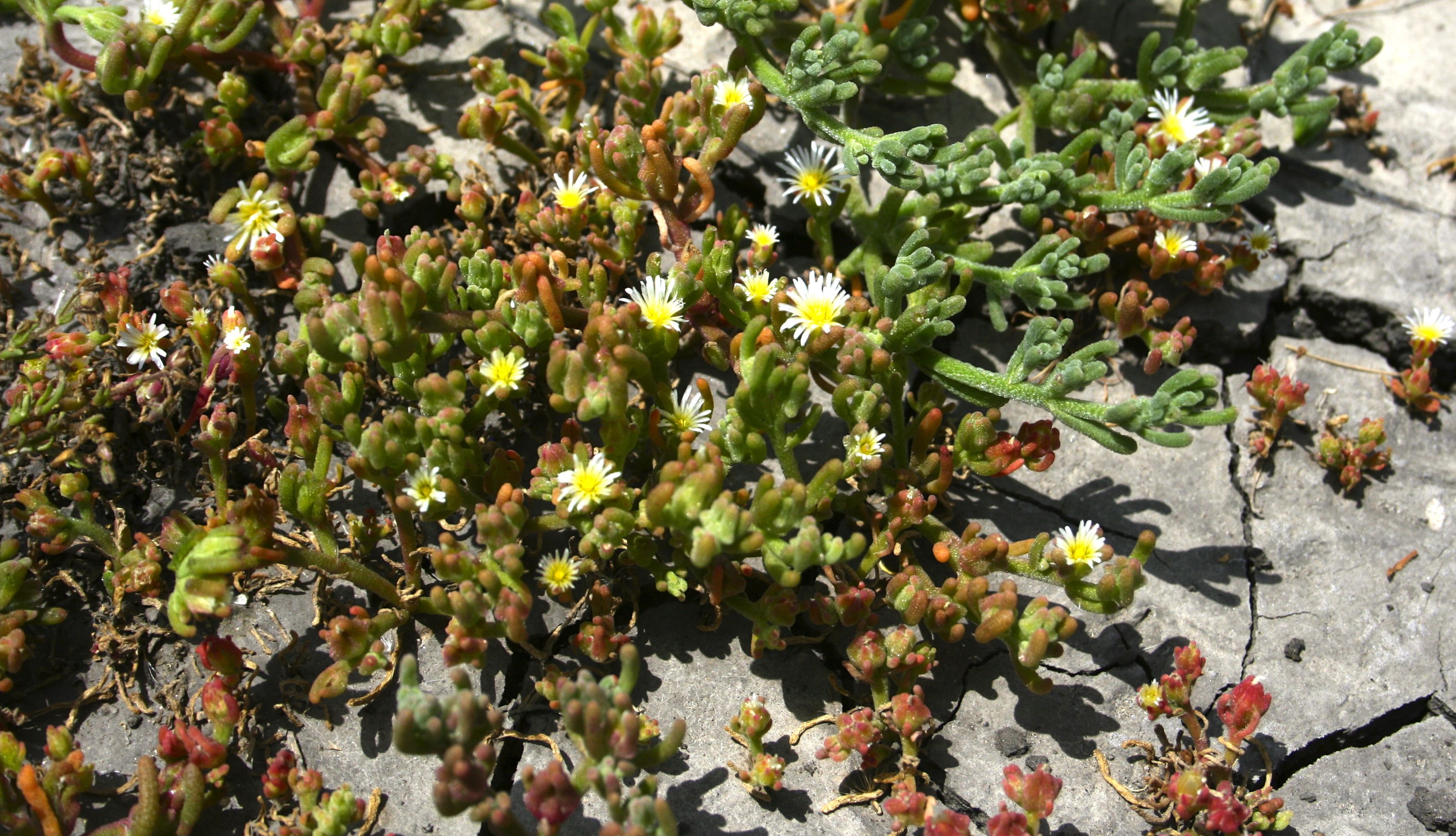 Mesembryanthemum nodiflorum (Slender-leaved iceplant), non-native California herb