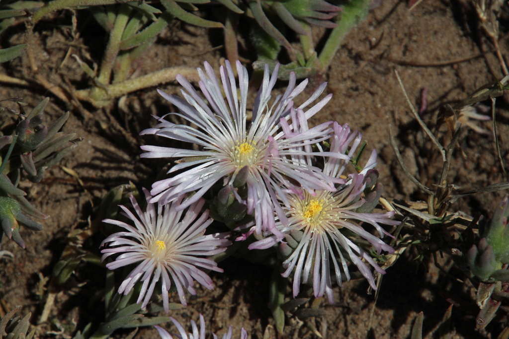 Mesembryanthemum sp. (Iceplant), non-native California annual
