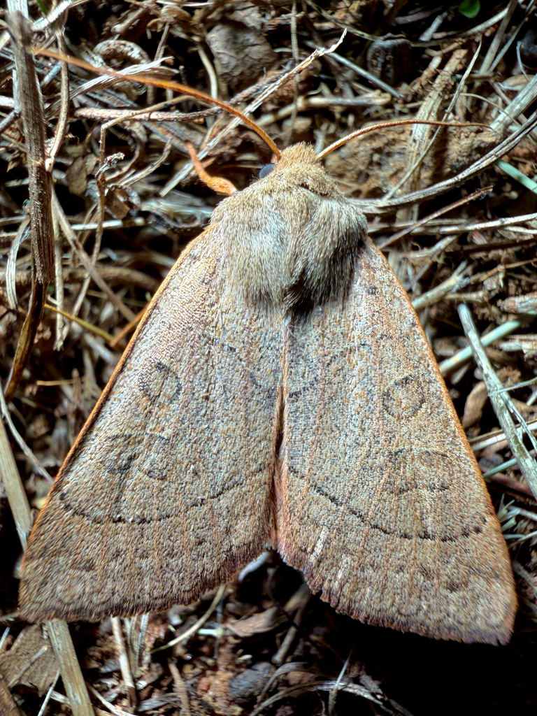 Mesogona olivata, California species