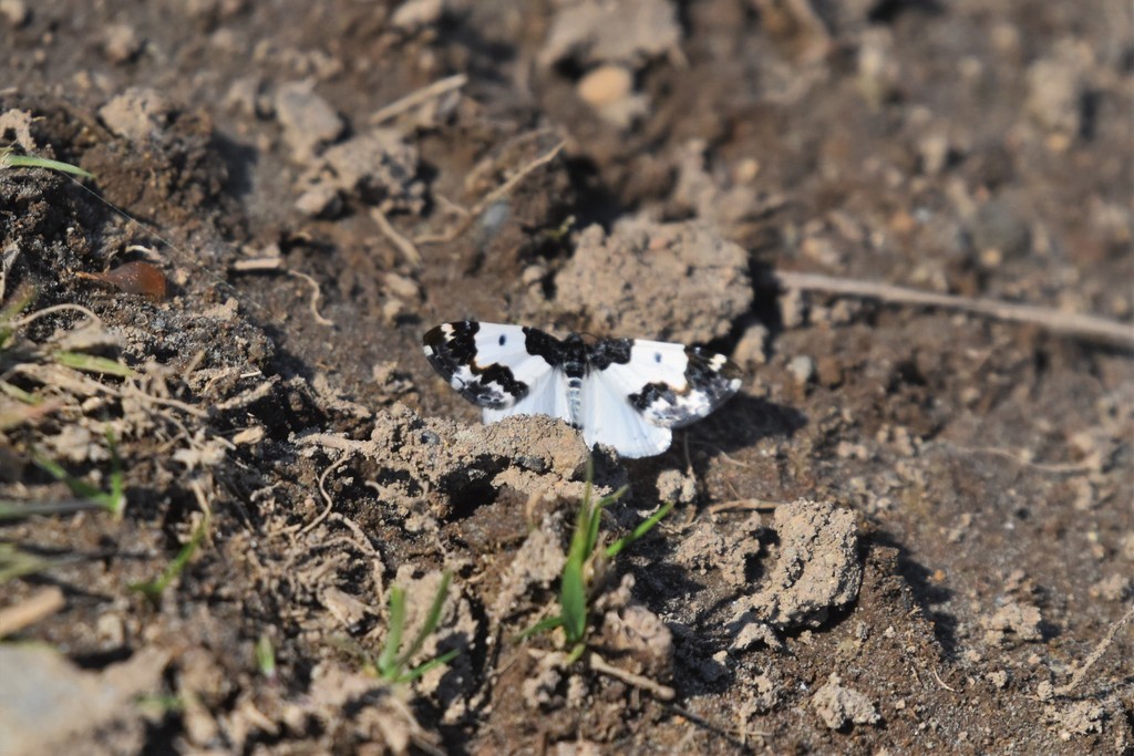 Mesoleuca gratulata (Half-white Carpet Moth), California species