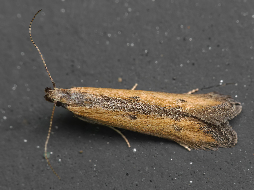 Mesophleps palpigera (Soybean Webworm Moth), California species