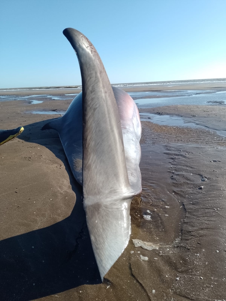 Mesoplodon carlhubbsi (Moore's Beaked Whale), California species