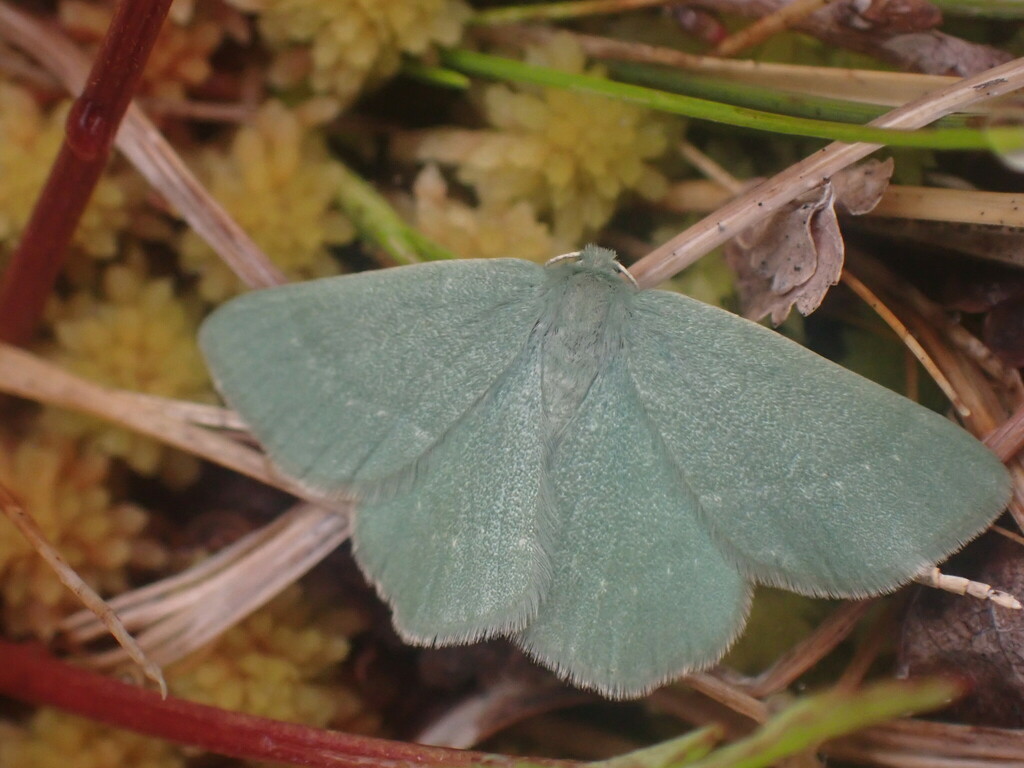 Mesothea incertata (Day Emerald), California species