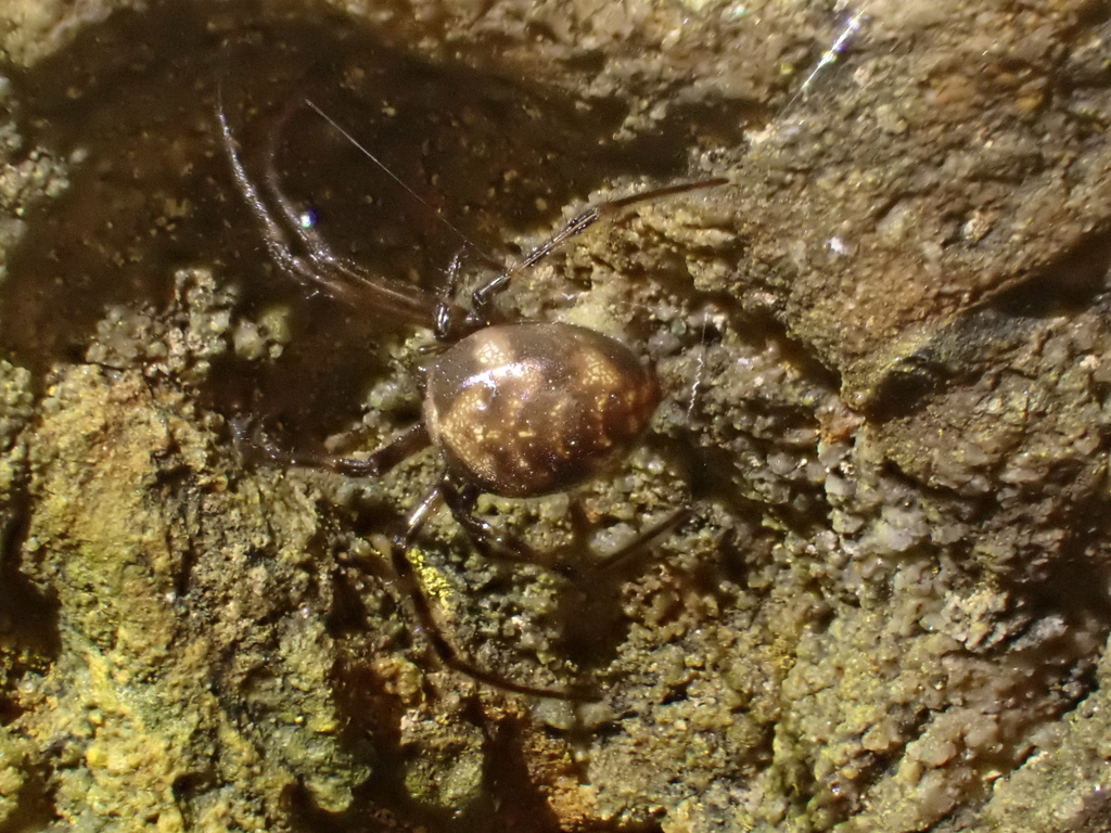 Meta dolloff (Dolloff Cave Spider), California species