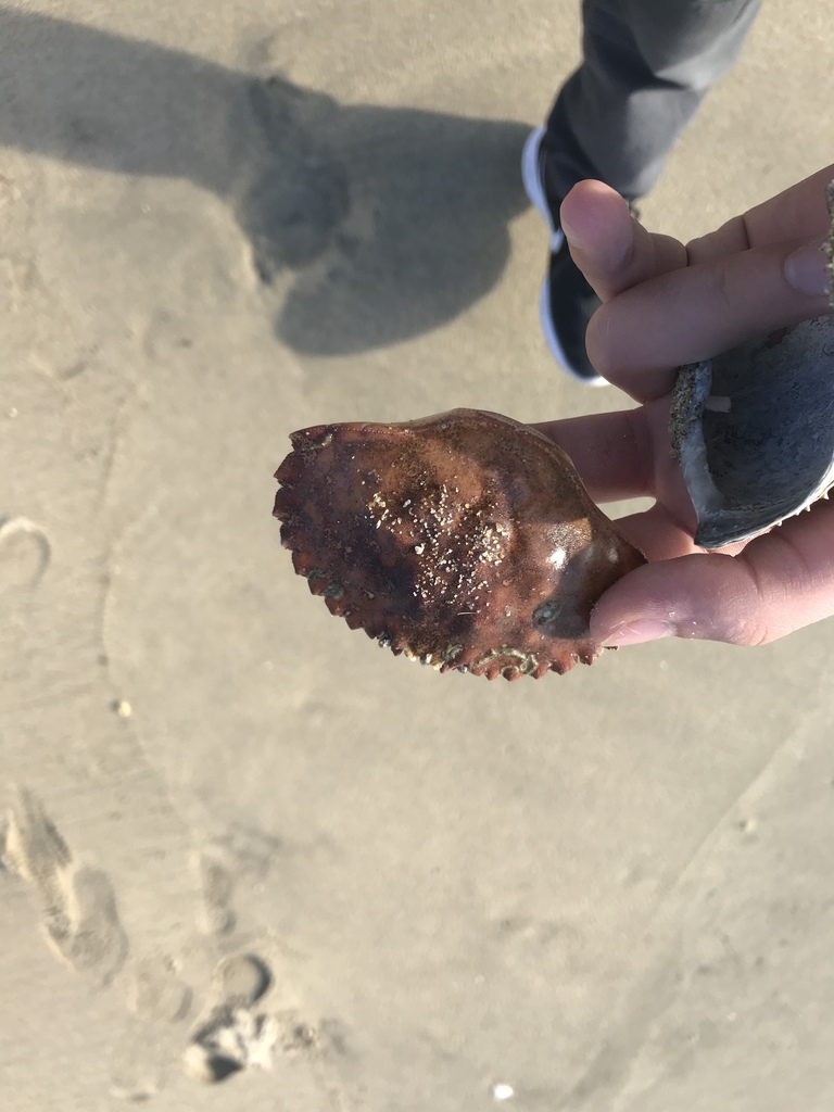 Metacarcinus anthonyi (Yellow Rock Crab), California species