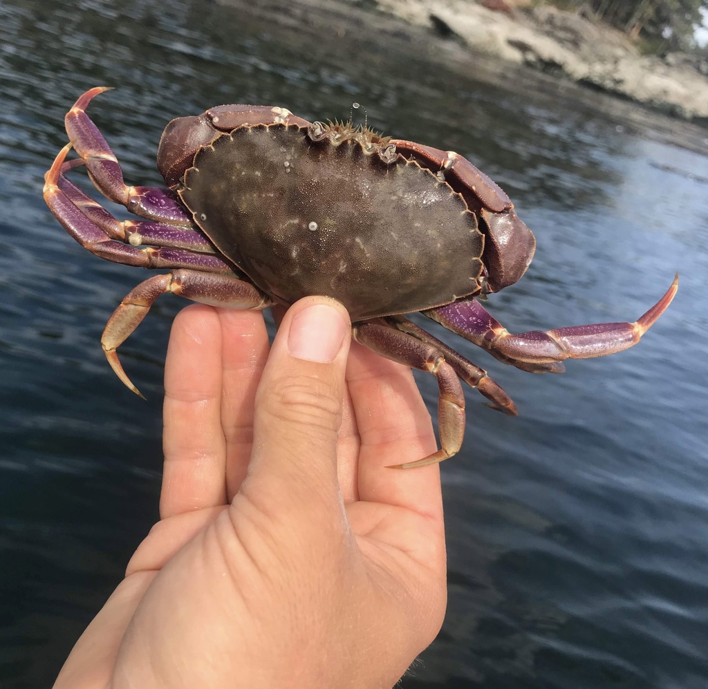Metacarcinus gracilis (Graceful Rock Crab), California species