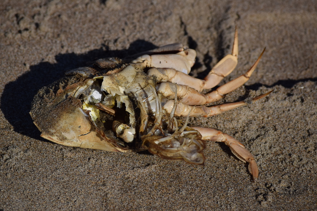 Metacarcinus magister (Dungeness Crab), California species