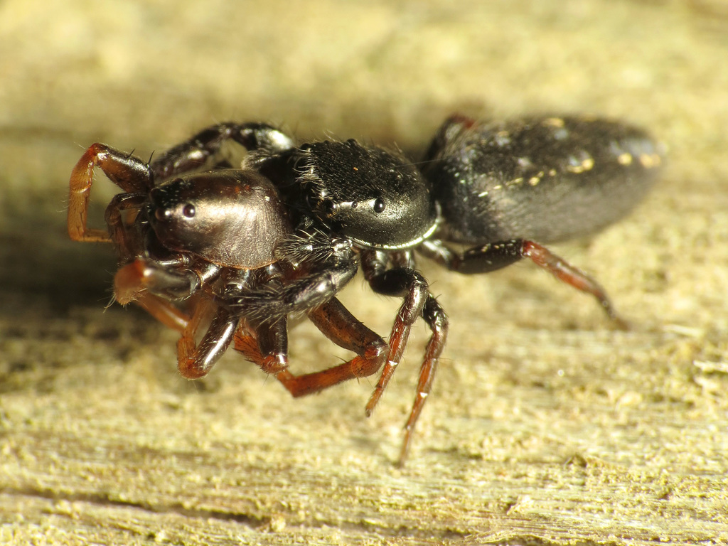 Metacyrba taeniola (Ribbon Jumping Spider), California species