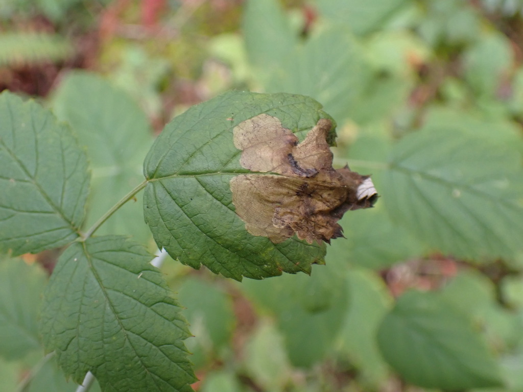 Metallus capitalis, California species