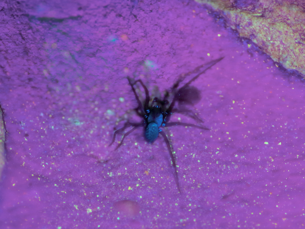 Metaltella simoni (South American Toothed Hacklemesh Weaver), California species