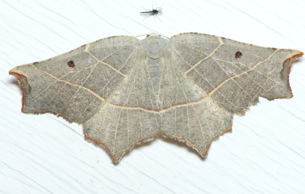 Metanema inatomaria (Pale Metanema), California species