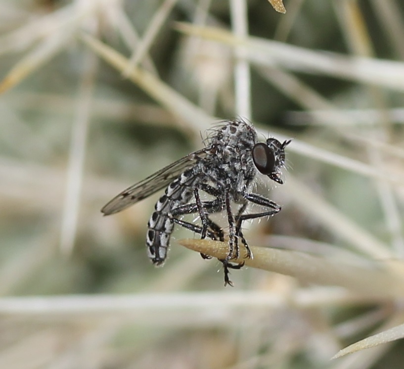 Metapogon hurdi (Hurd's Metapogon Robberfly), California species