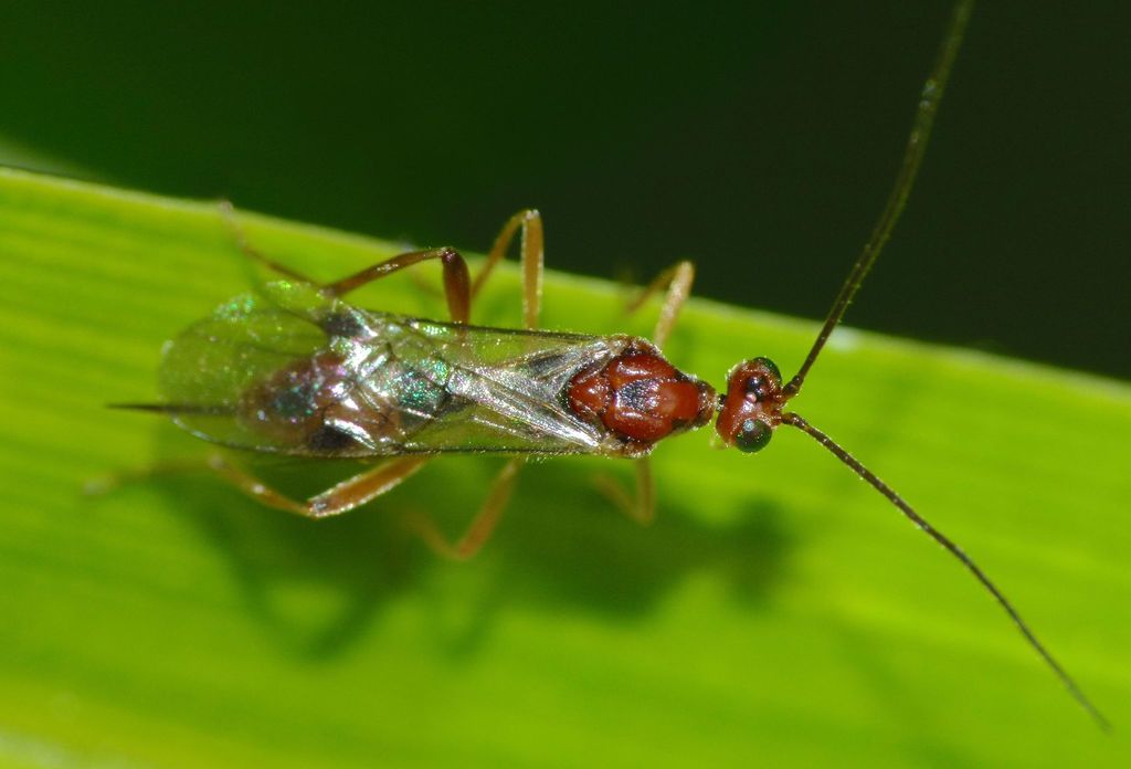 Meteorus pulchricornis (Basket-cocoon parasitoid), California species