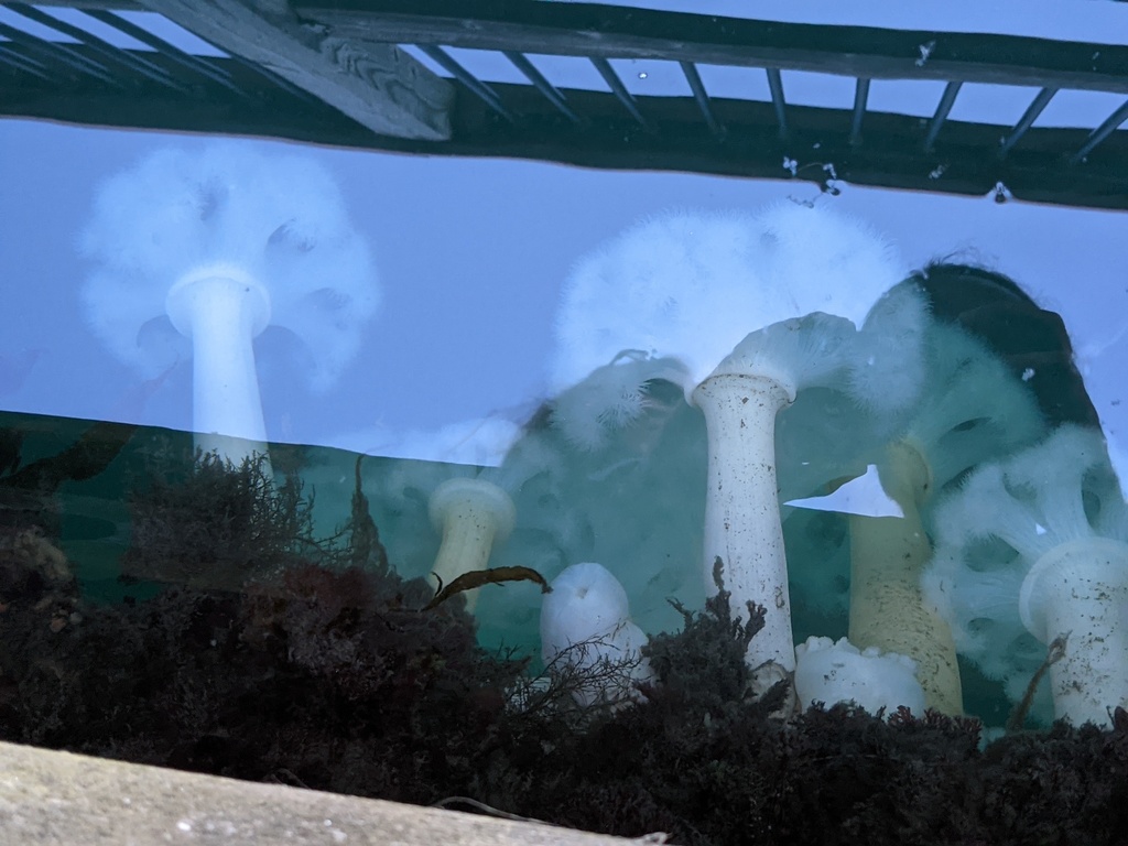 Metridium farcimen (Giant Plumose Anemone), California species