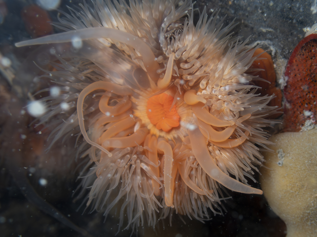 Metridium senile (Plumose Anemone), California species