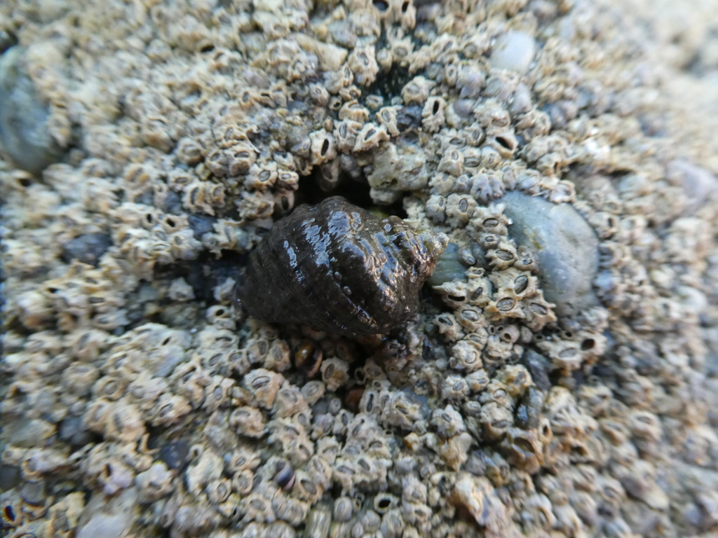 Mexacanthina lugubris (Dark Unicorn), California species